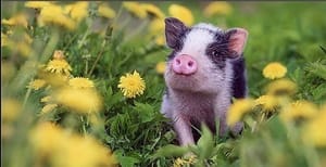 Sharpen a photo selectively with High Pass filter in Photoshop